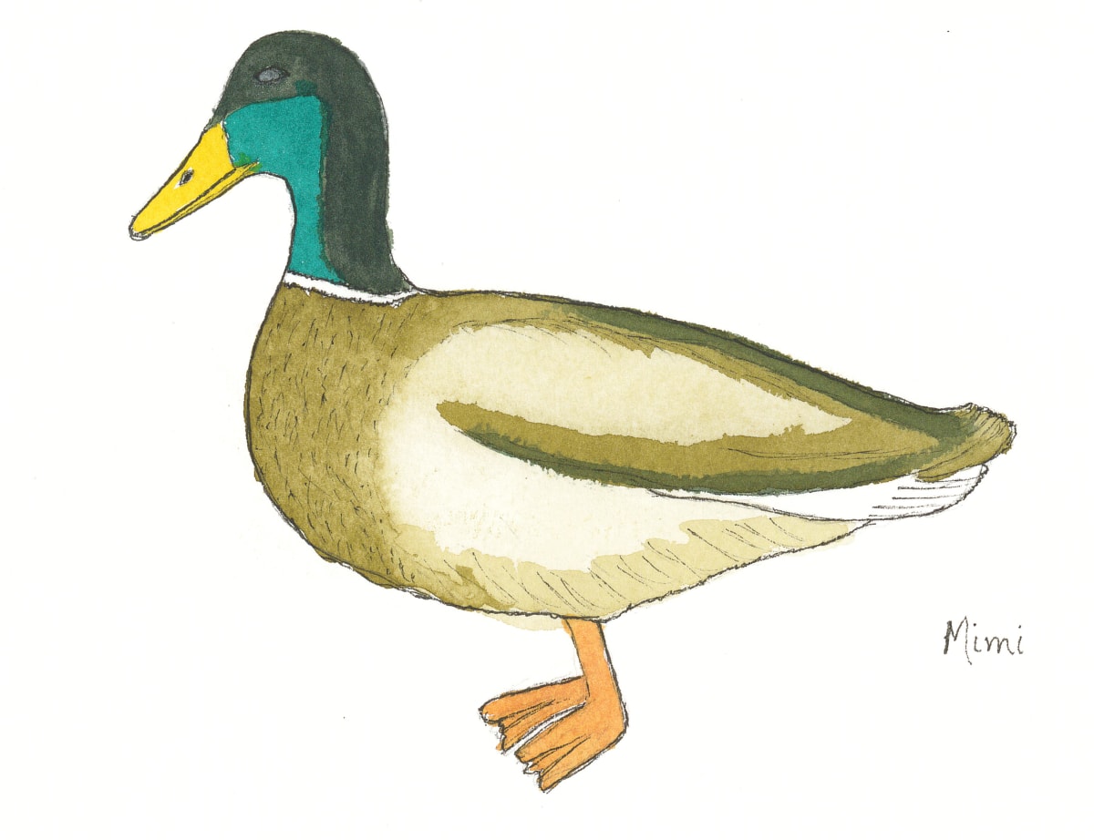 Mallard Duck by Shelley Crouch 