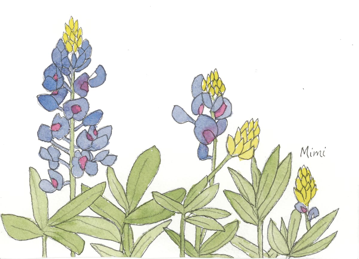 Texas bluebonnet by Shelley Crouch 