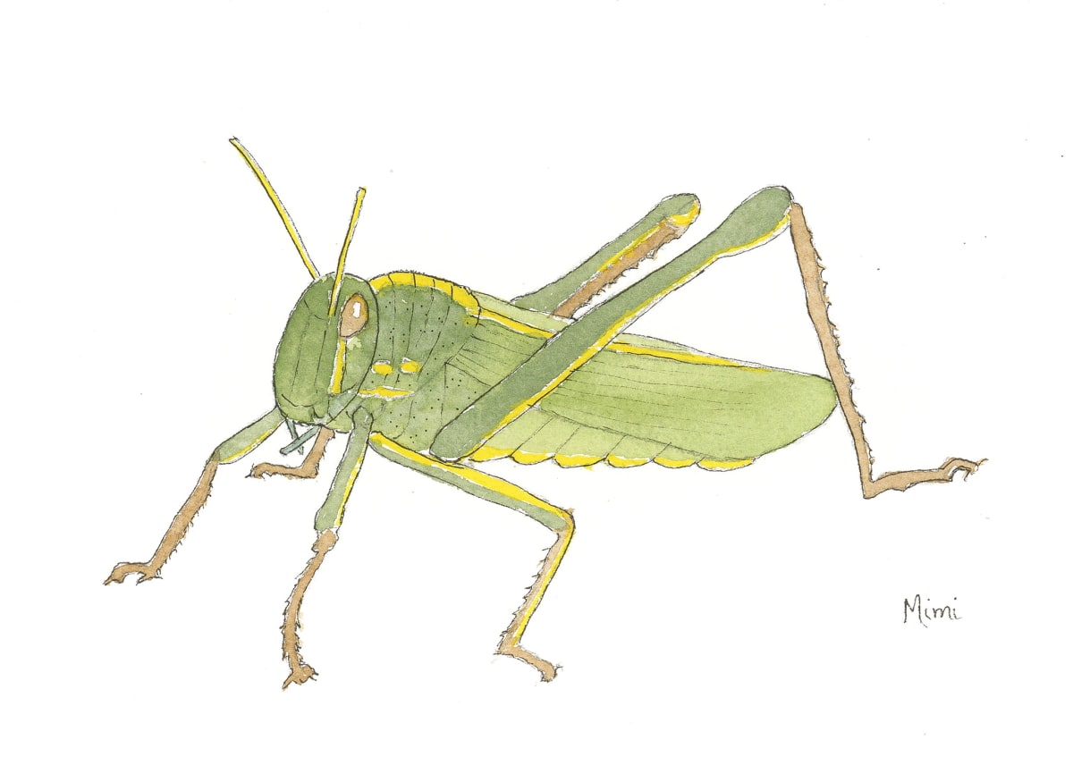 Meadow grasshopper by Shelley Crouch 