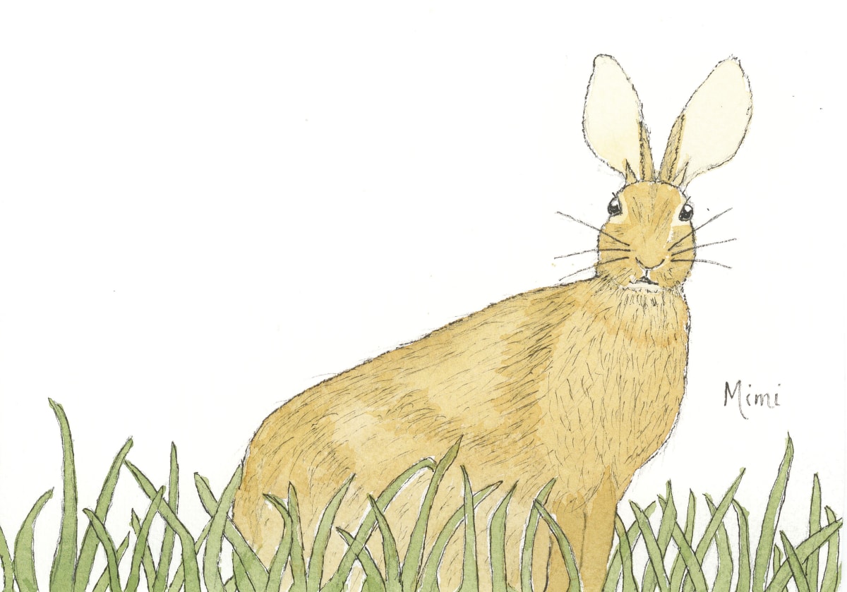 Eastern cottontail by Shelley Crouch 