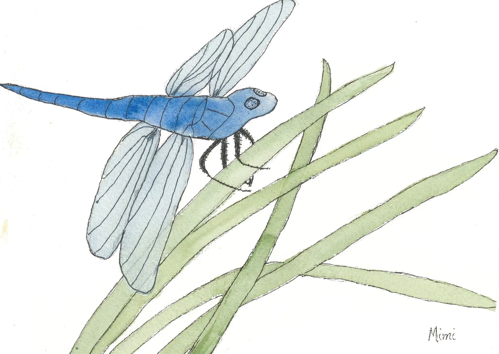 Blue dasher by Shelley Crouch 