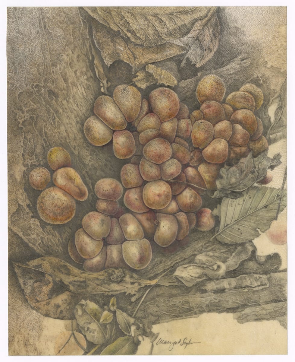 Pear-shaped puffball (Apioperdon pyriforme) by Margaret Saylor  Image: Pear-shaped puffballs amongst leaf litter and forest duff. French Creek State Park, Pennsylvania.