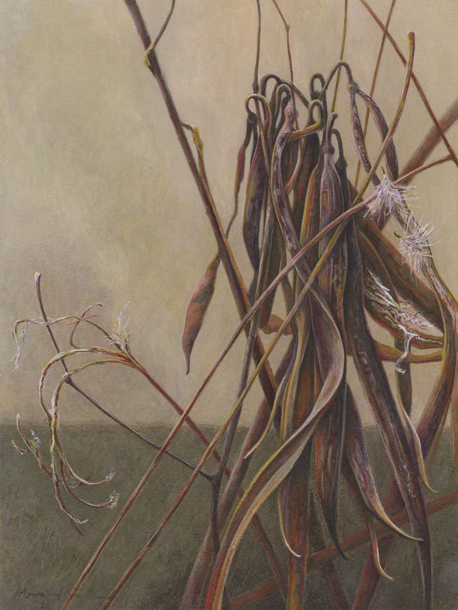Dogbane II (Apocynum cannabinum) by Margaret Saylor, Image 3.