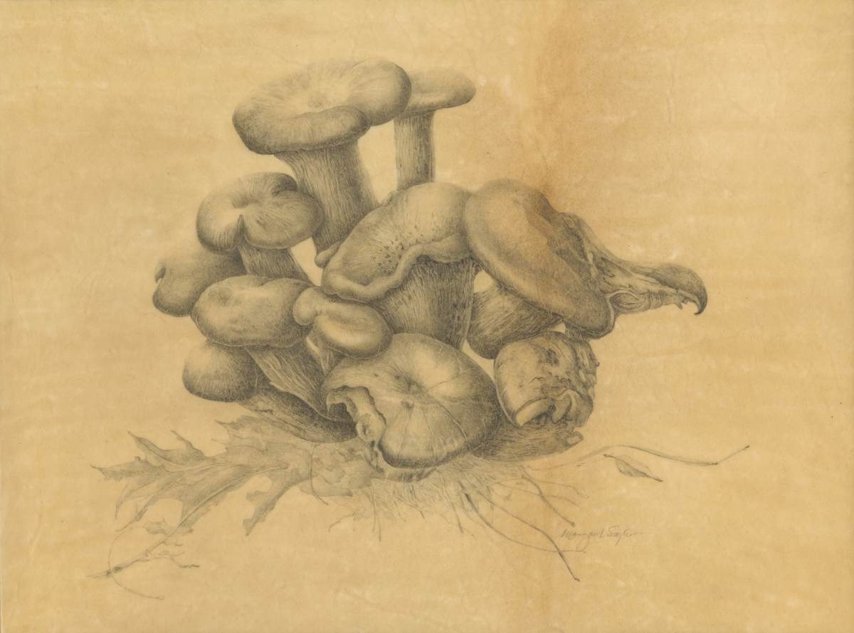 Jack o' lantern (Omphalotus illudens) by Margaret Saylor, Image 2.