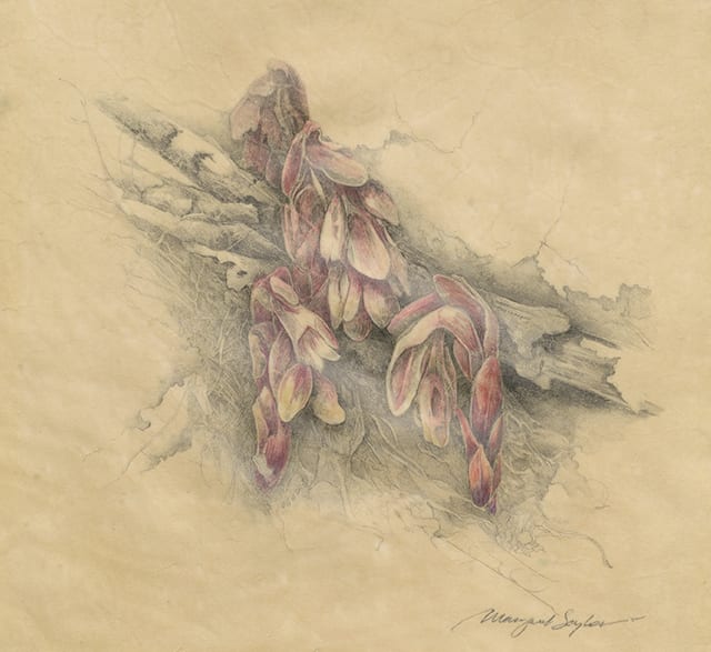 Pinesap (Monotropa hypopitys) by Margaret Saylor  Image: Salmon-colored pipes on the forest floor.