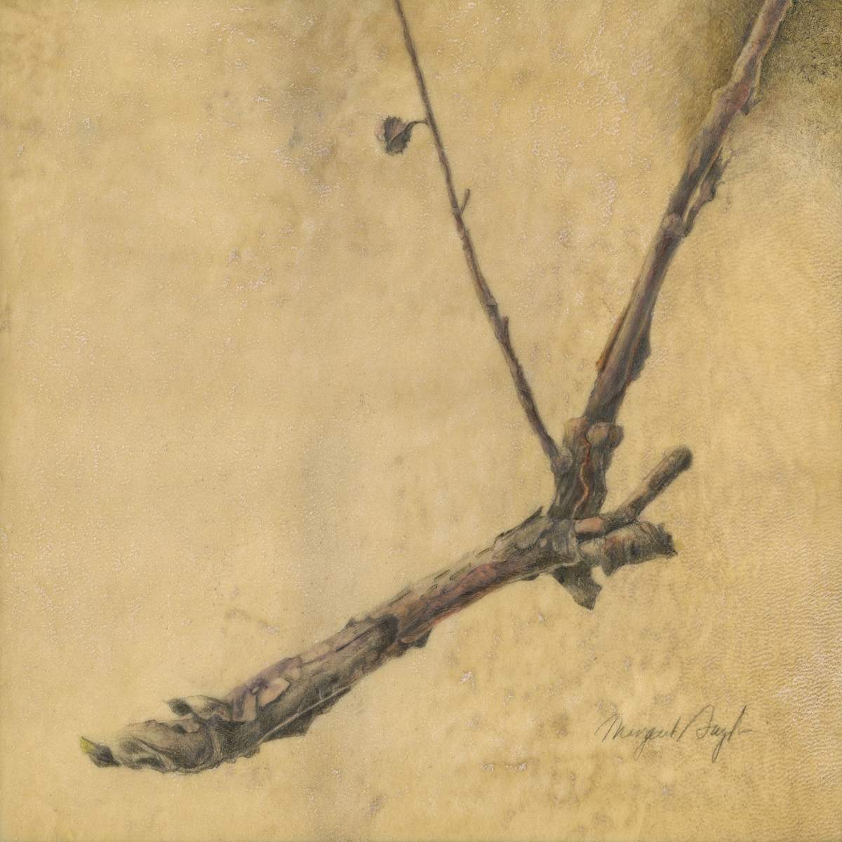 Almost Spring (Hydrangea quercifolia) by Margaret Saylor, Image 1.