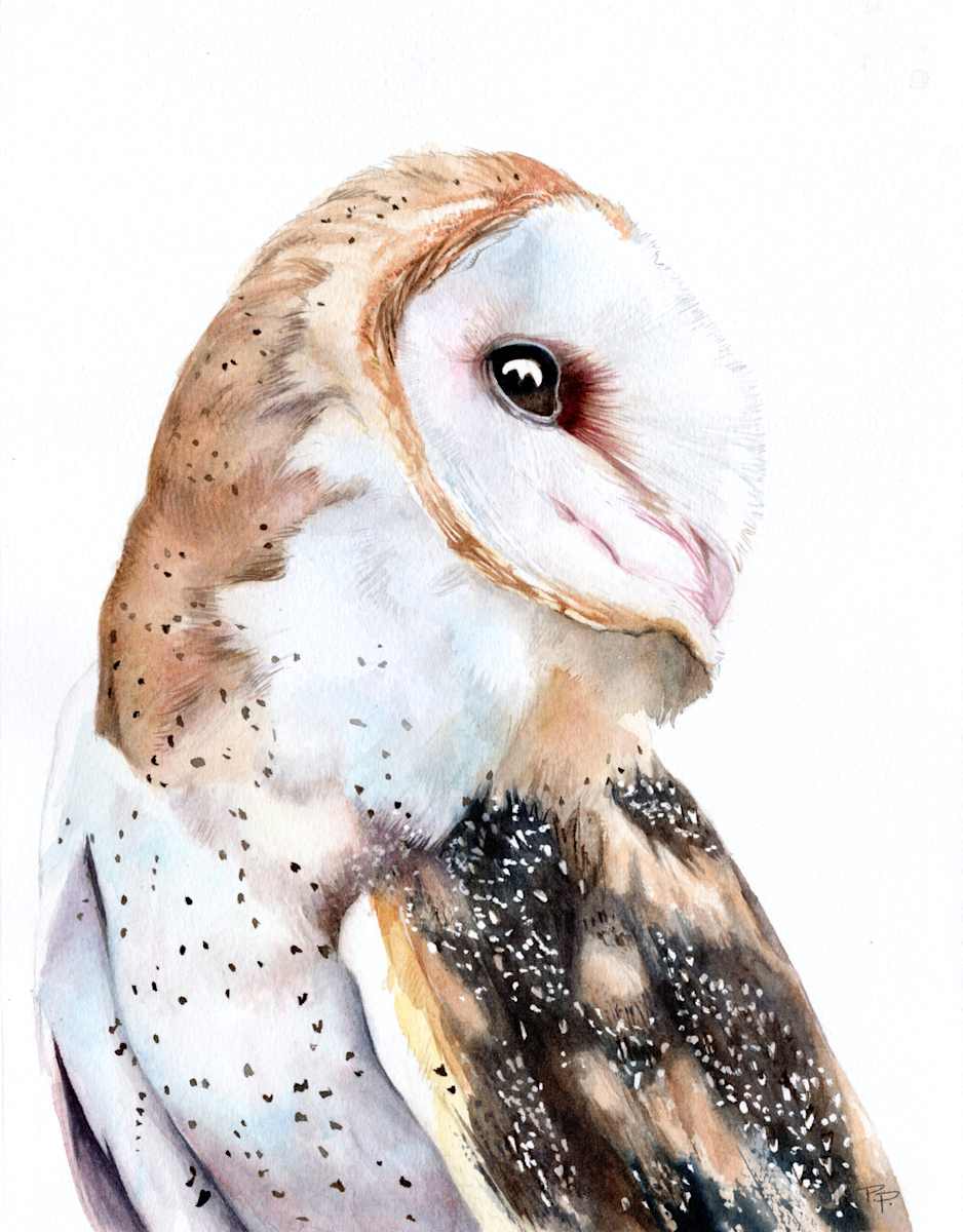 Whoo's There? - Barn Owl Portrait by Polla Posavec 