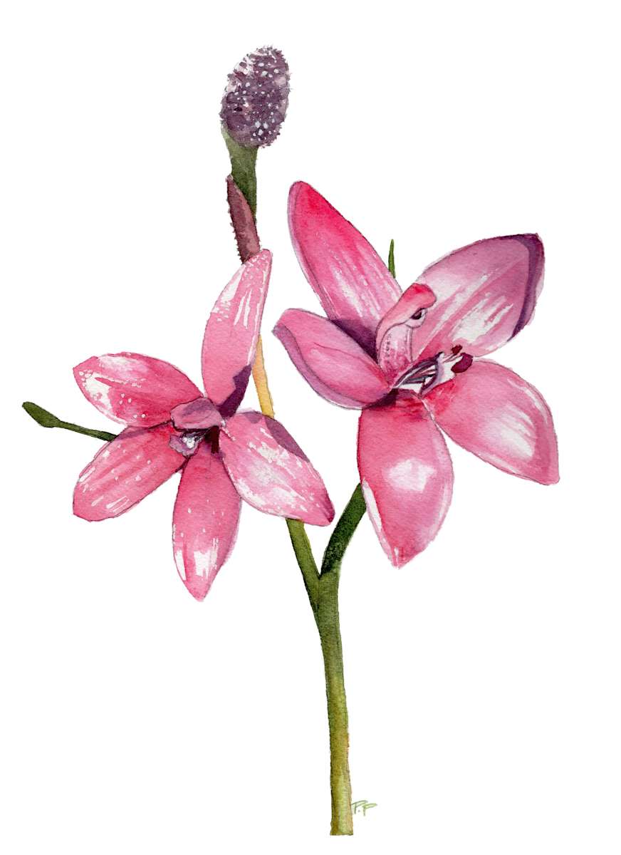 Pink Enamel Orchids by Polla Posavec, Image 1.