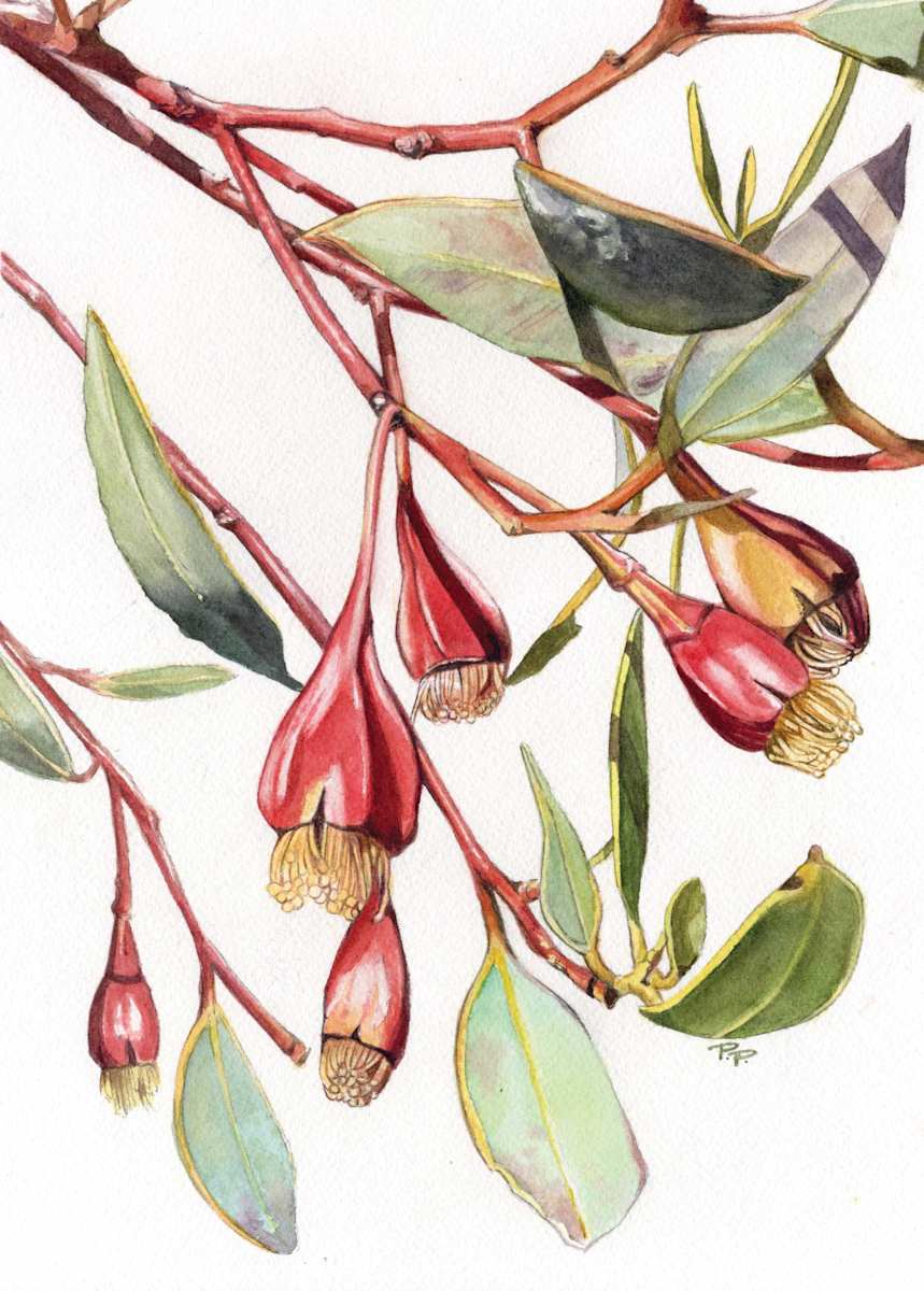 Fuschia Gum by Polla Posavec, Image 1.
