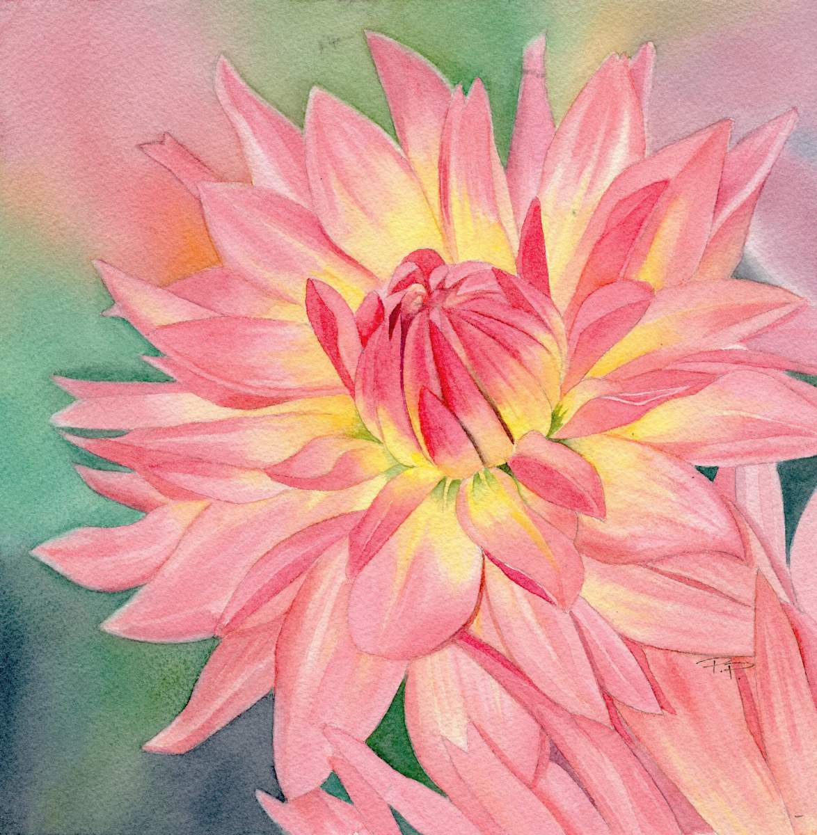 In Full Bloom (dahlia) by Polla Posavec 