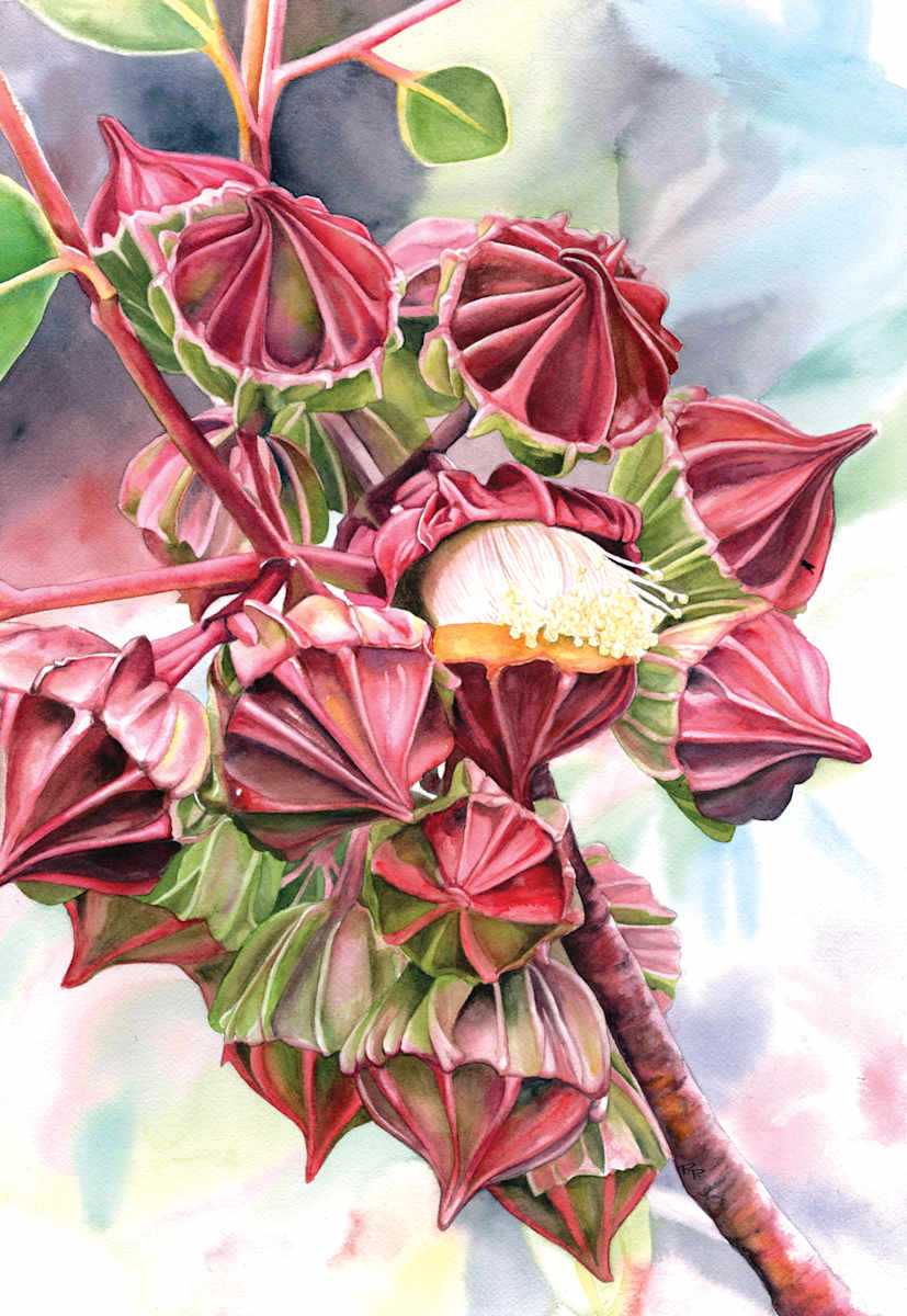 The King's Geometry (Eucalyptus Kingsmillii) by Polla Posavec 