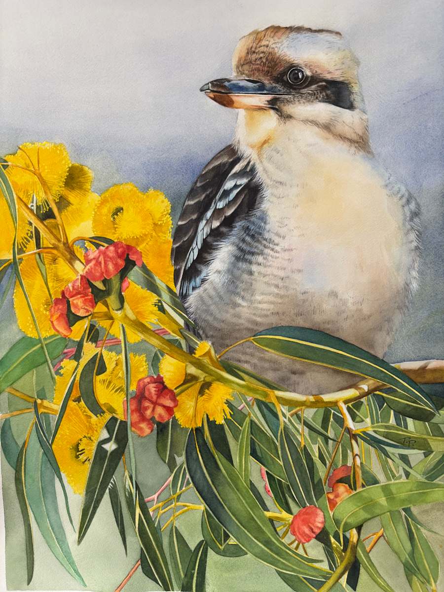 Kookaburra in the Illyarrie by Polla Posavec 