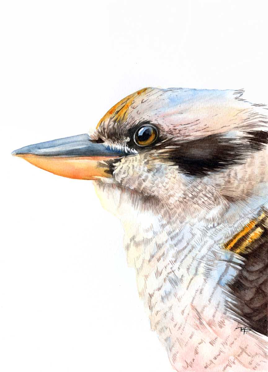Merry, Merry King - Kookaburra Portrait by Polla Posavec 