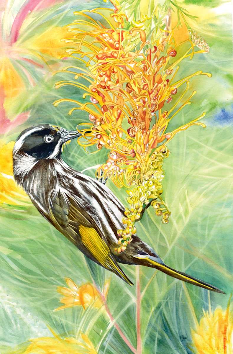 New Holland Honeyeater in the Grevillea by Polla Posavec 