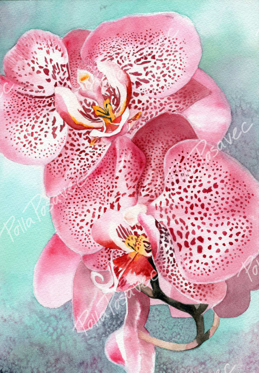 Seduction (Moth Orchid) by Polla Posavec 
