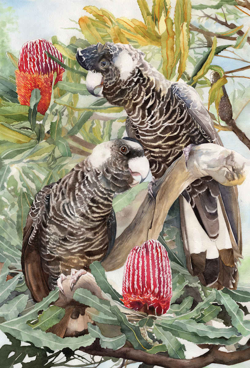 Serenade in the Banskia (Carnaby's Cockatoos) by Polla Posavec 