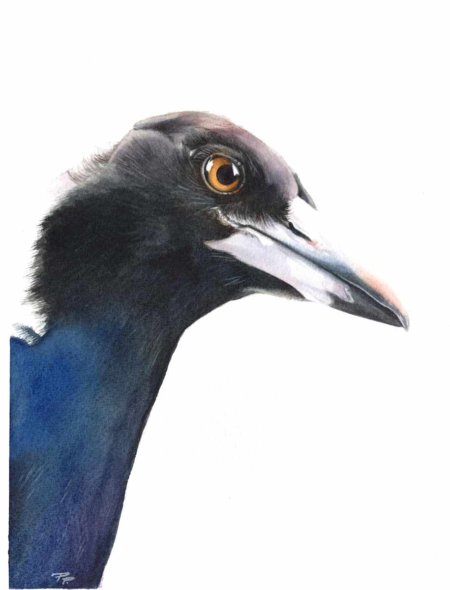 The Watcher - Magpie Portrait by Polla Posavec 
