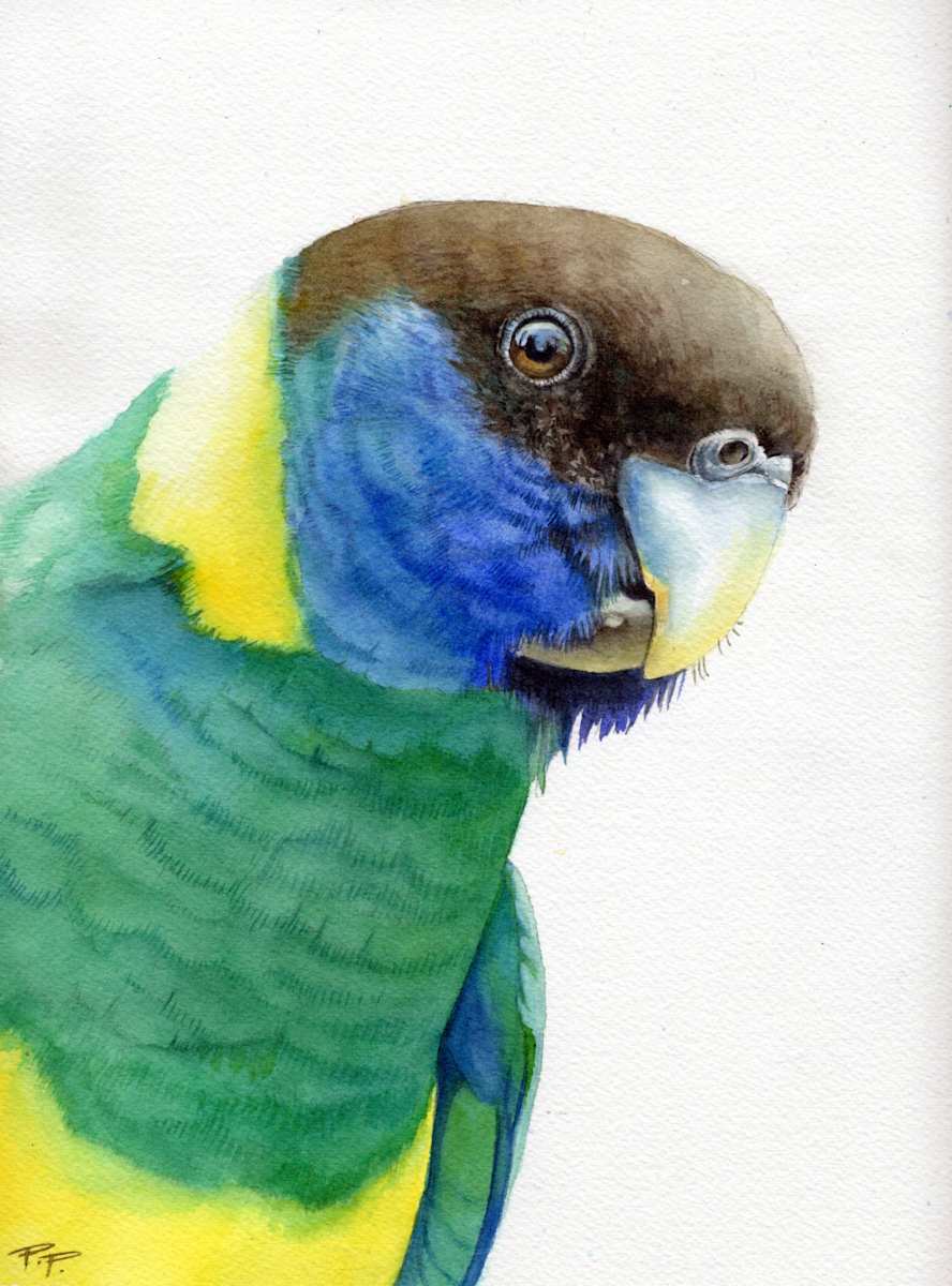 Twelve times Two - Twenty Eight Parrot Portrait by Polla Posavec 