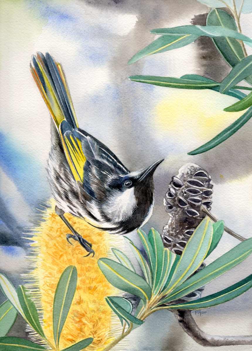 White Cheeked Honeyeater & Banksia by Polla Posavec 