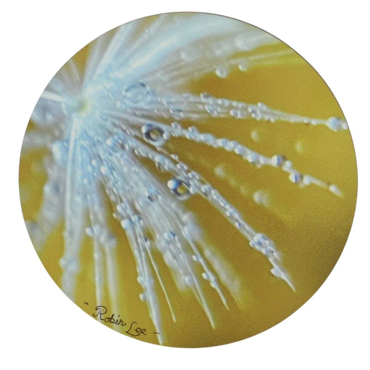 Morning Dew by Robin Lee Channon 