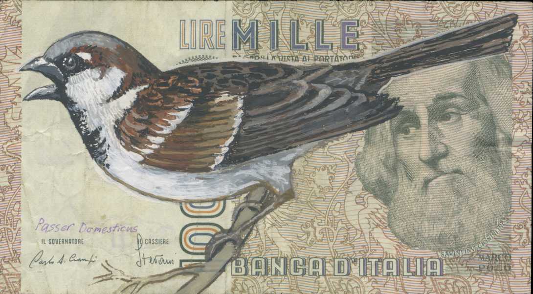 House Sparrow/Passer domesticus by Hanna von Goeler 