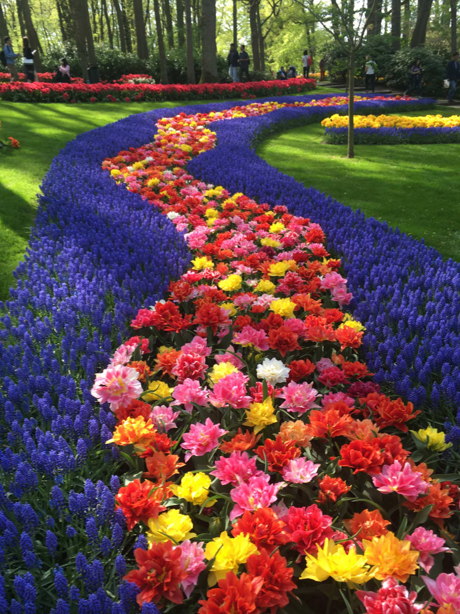 Tulip Garden by Louise Olko 