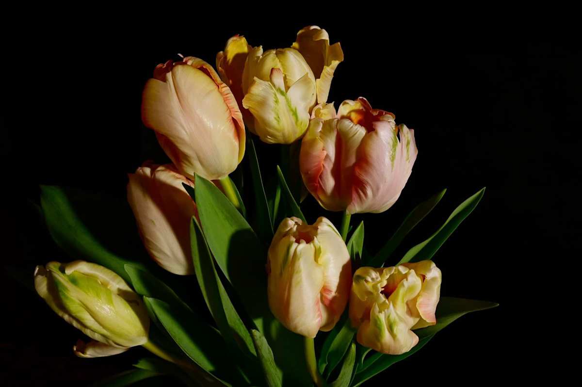 Spring Night by Louise O 