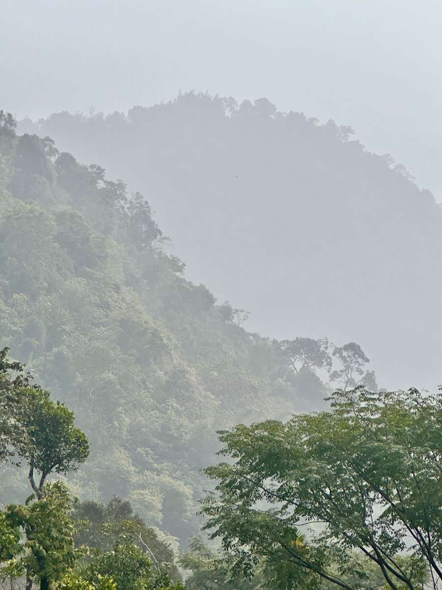 Tenses by Louise O  Image: Wayanad Rain Forest
