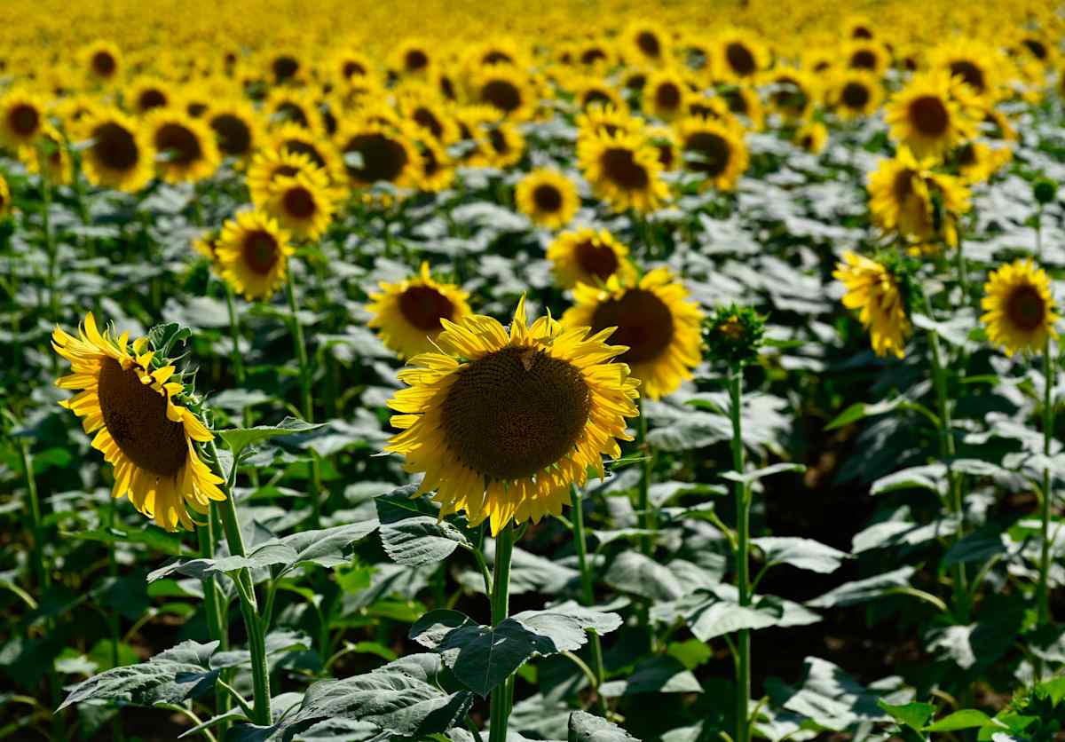 Nod by Louise O  Image: Tuscany