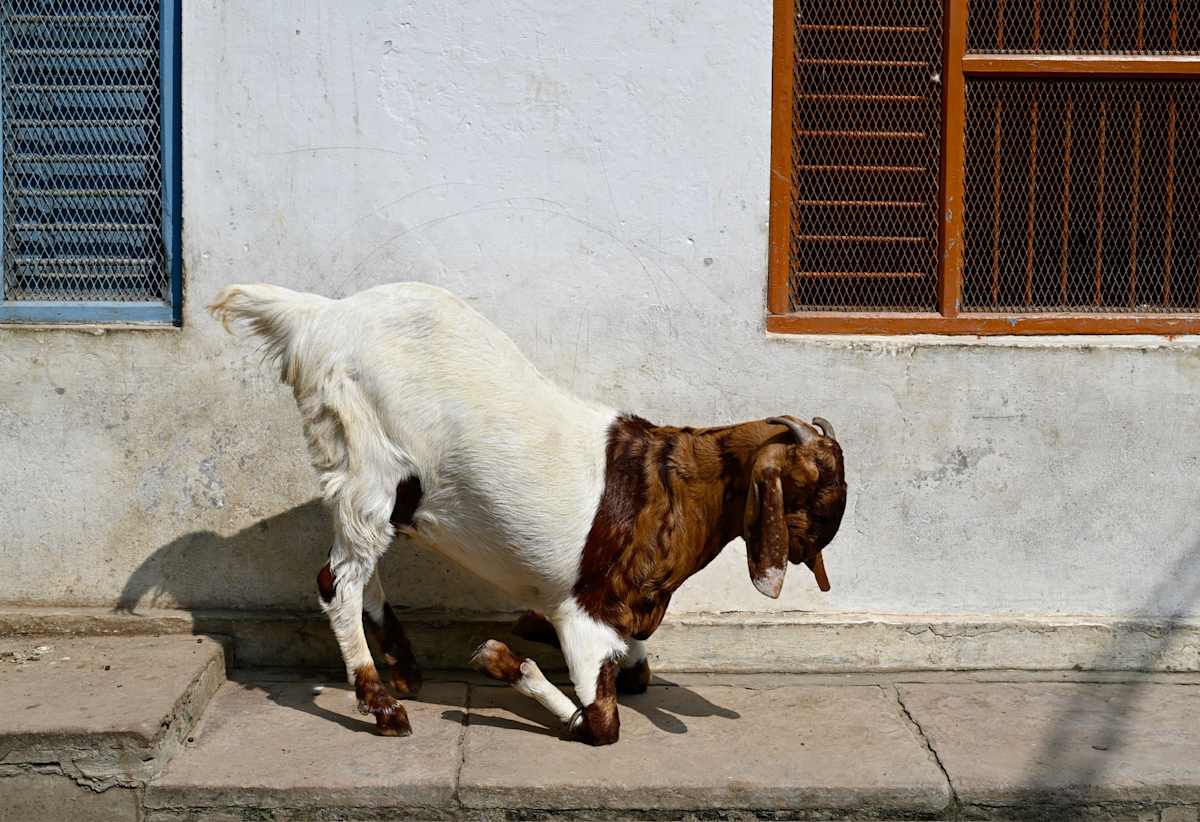 SoftShoe by Louise O  Image: Varanasi India 