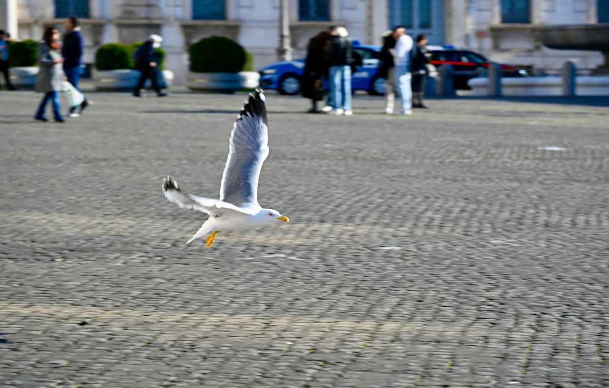 Below the Radar by Louise O  Image: Roma 
Quirinale 