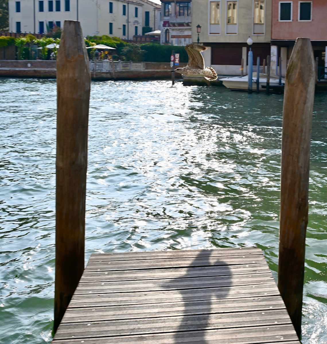 Overhead by Louise O  Image: Venezia
Soaring Ego