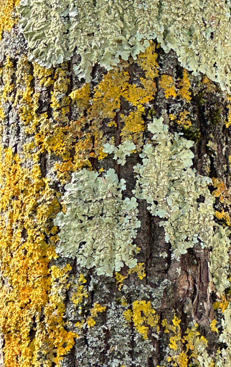 Abstract10 by Louise O 