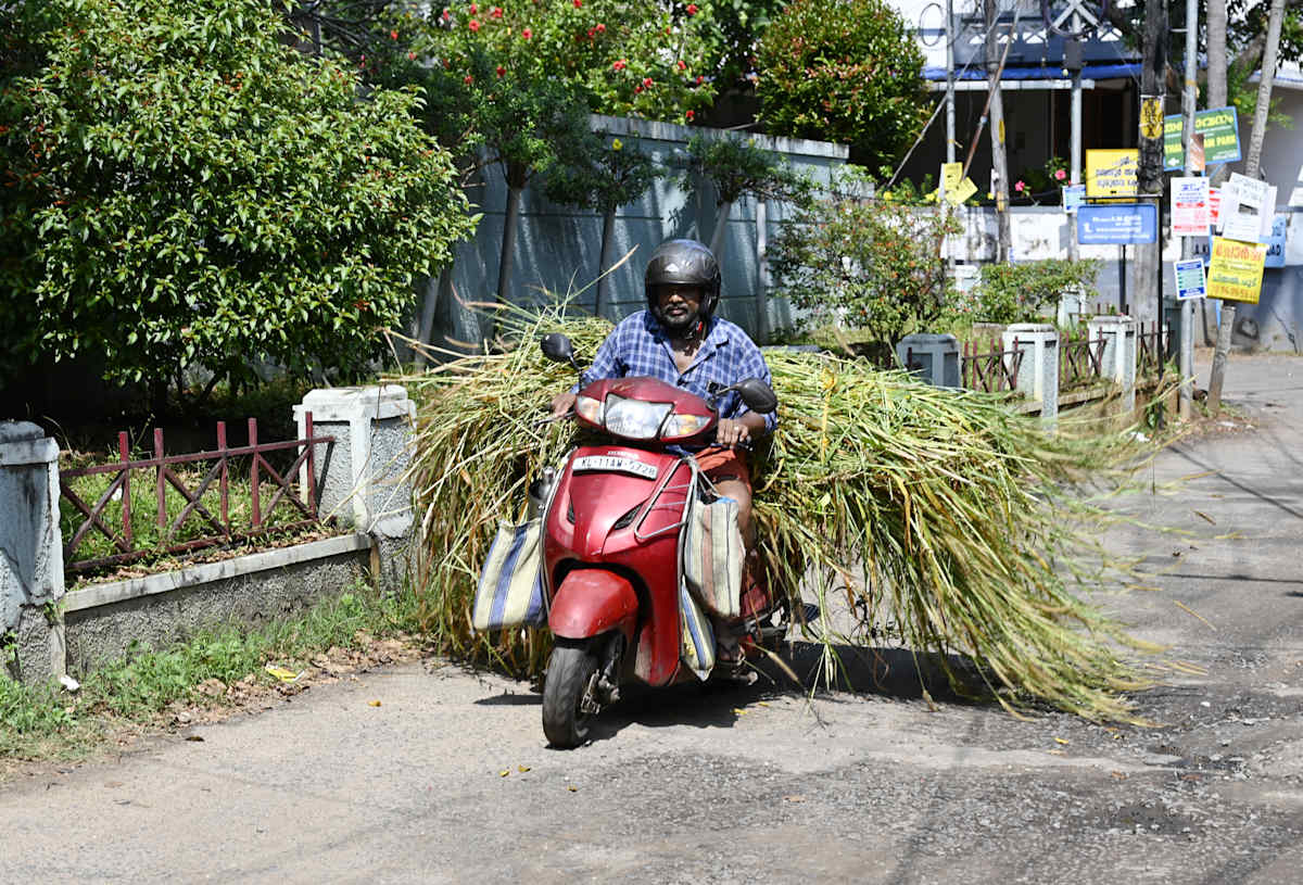 Transport2 by Louise O  Image: Kerala India


