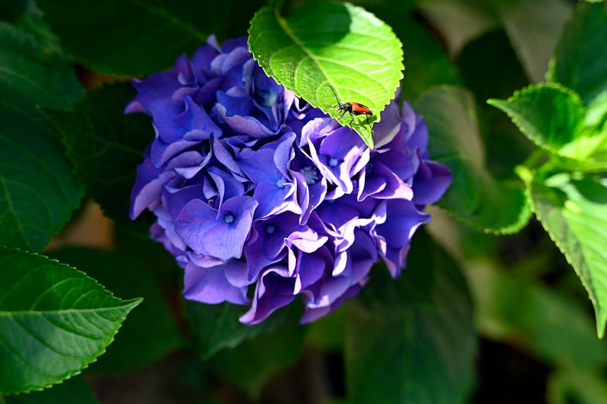Ladies Bug by Louise O  Image: Hydrangea
Garden