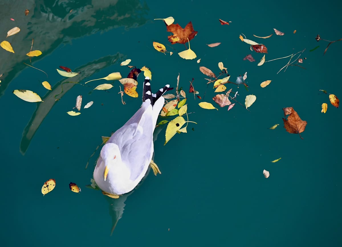 Glider by Louise O  Image: Autumn 
