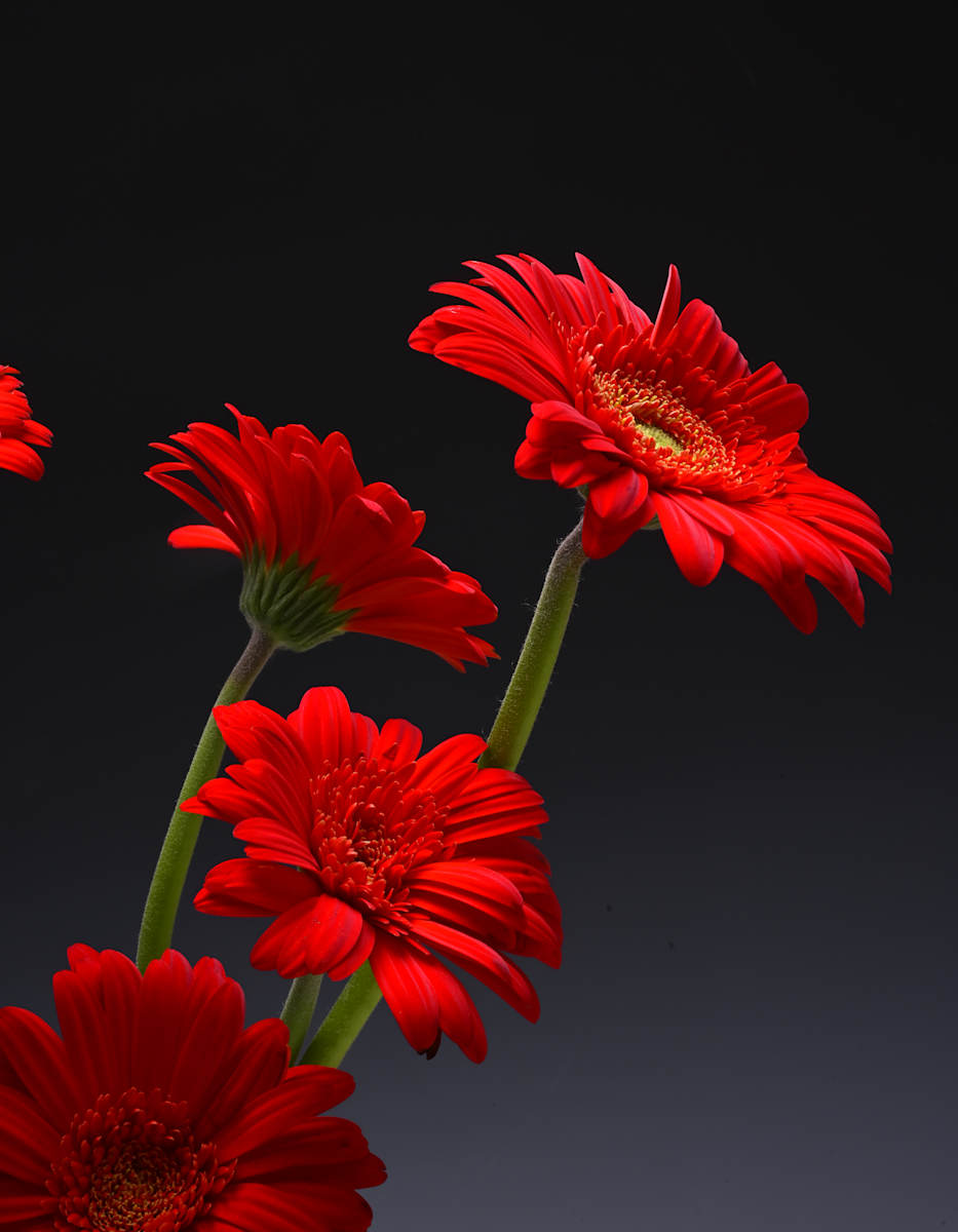 Gerber by Louise O  Image: Still Life 