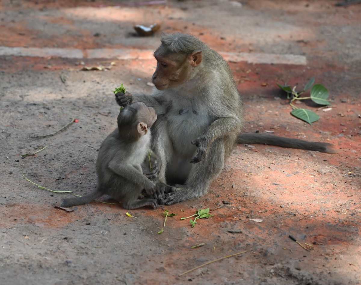 Moments by Louise O  Image: Chamundi Hill
Mysore India 