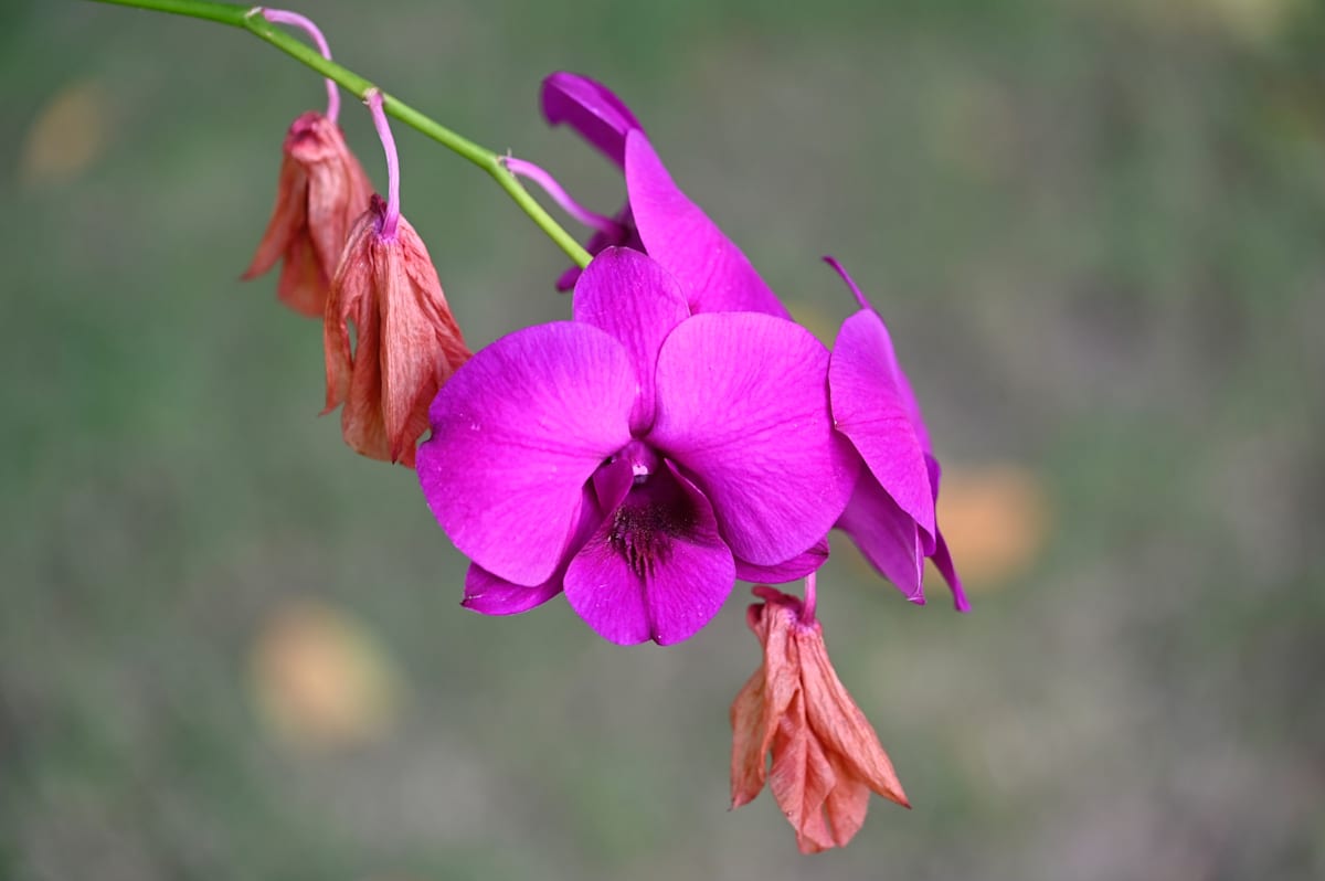 Orchid by Louise O  Image: Wild Orchids
Kerala India