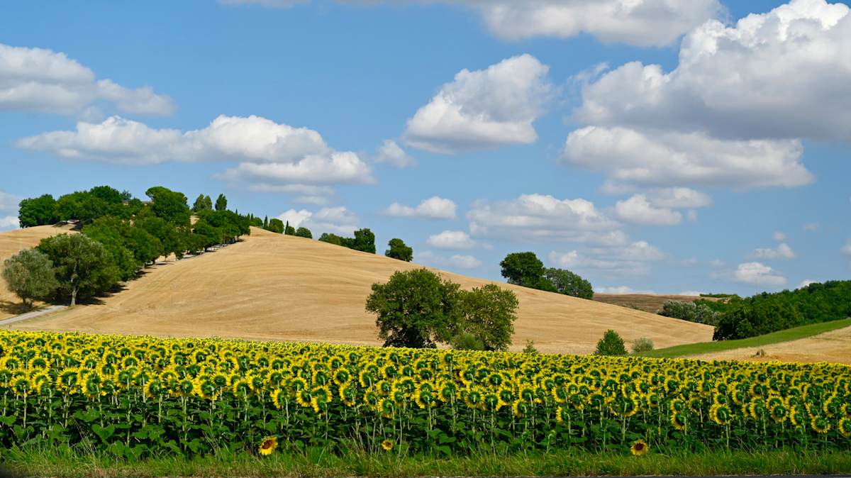 Fieldday by Louise O  Image: Tuscany 