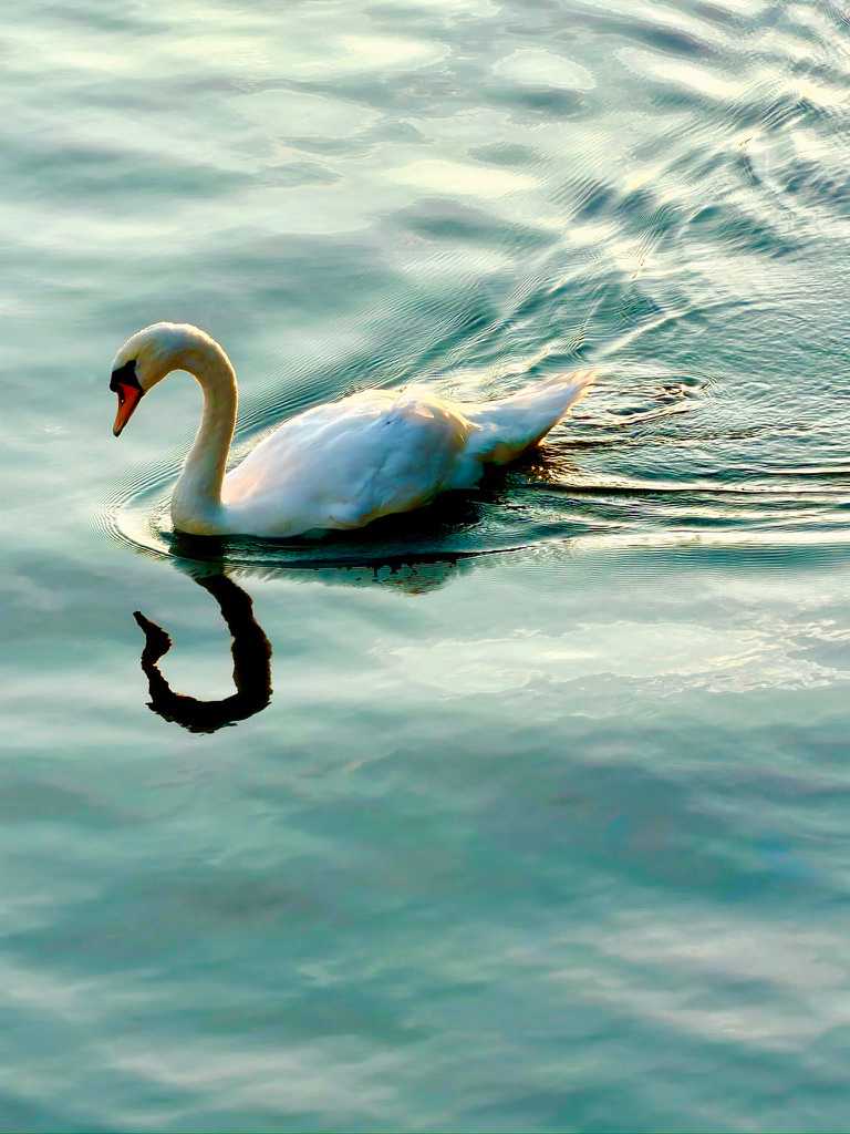 Swansong 2 by Louise O, Image 1.