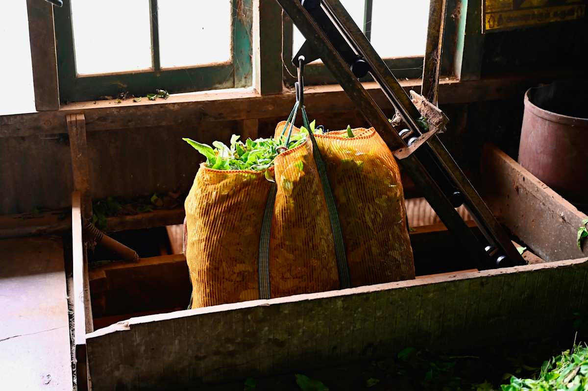Tea Bags by Louise O  Image: Ripon Tea 
Wayanad India 
