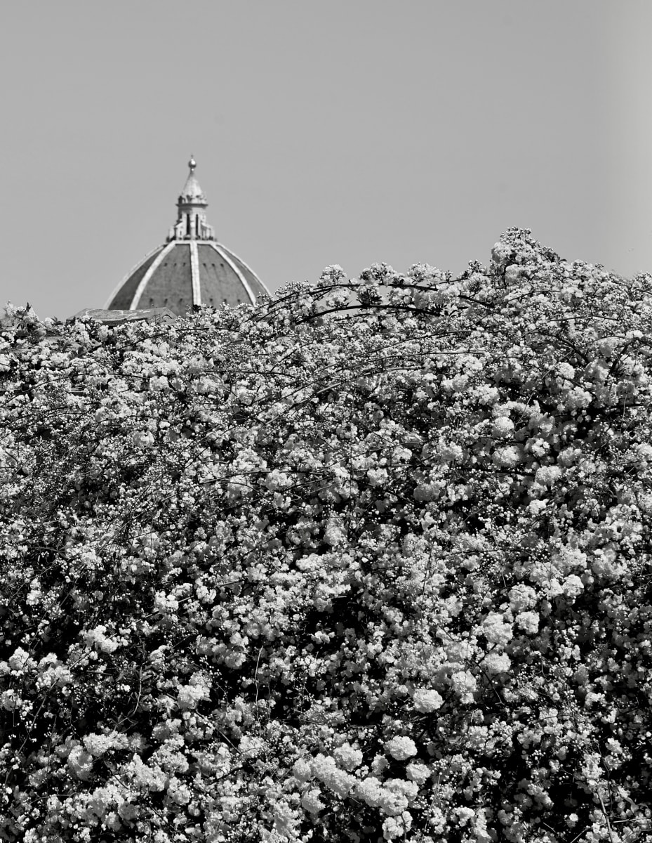 Thicket by Louise O  Image: Firenze 