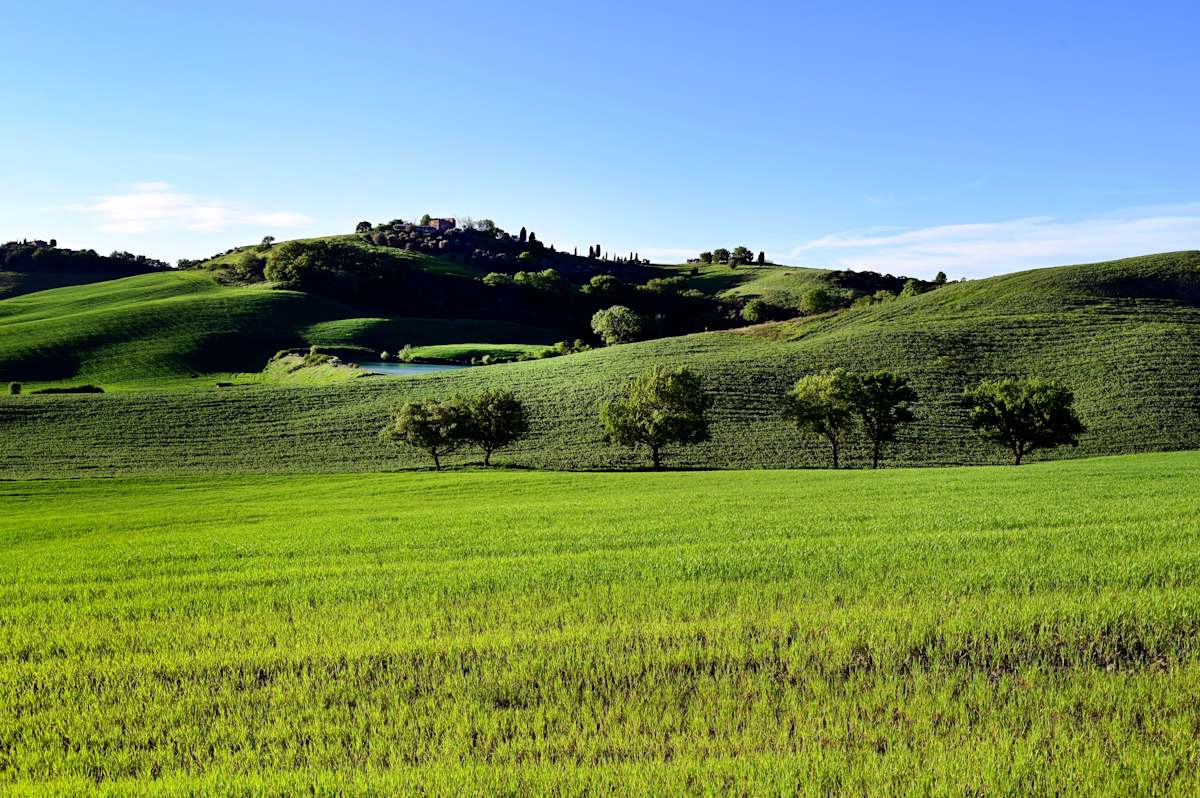 Treesomes by Louise O  Image: Tuscany 
Val D;Orcia