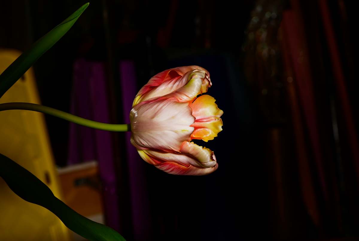 Sides Way by Louise O  Image: Tulip