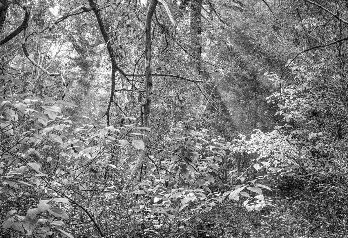 TG_Thicket Light_120-2017-001 by Billy Moore 