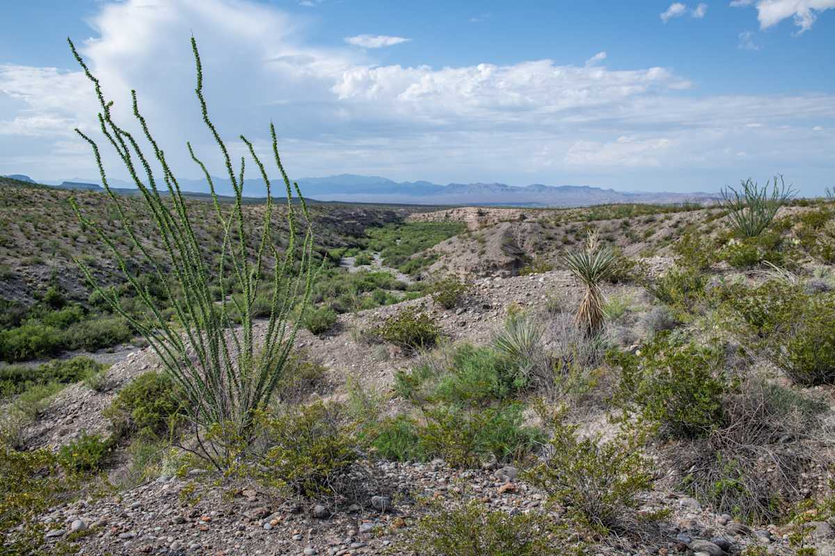 Big Bend Ranch by Billy Moore, Image 1.