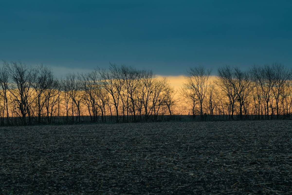 Untitled, Blackland Prairies by Billy Moore 