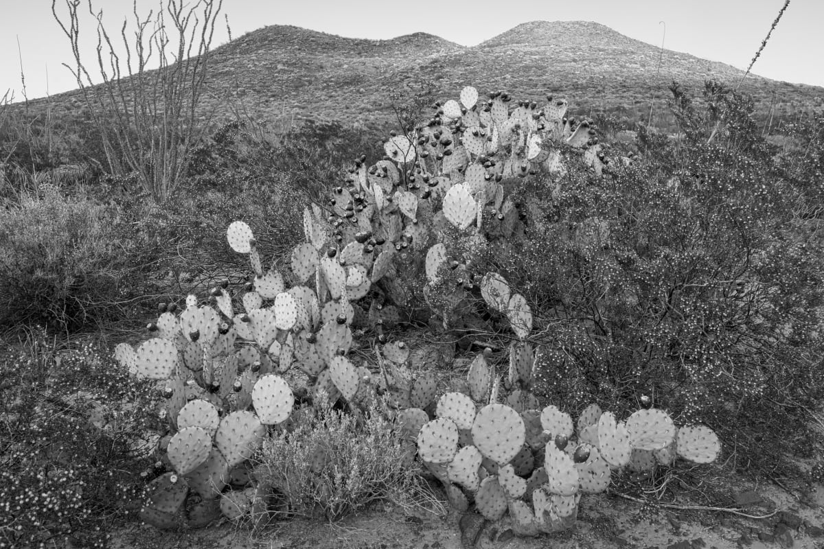 Cactus, Big Bend National Park by Billy Moore 