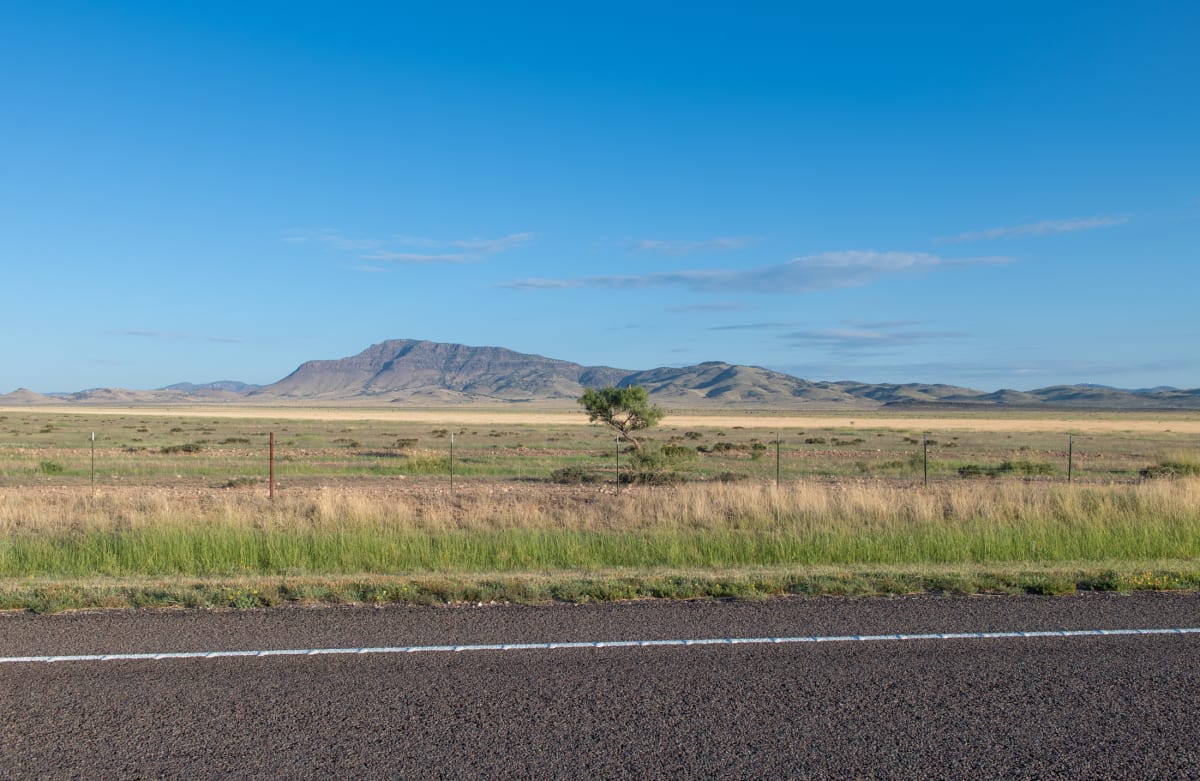 Roadside Tree by Billy Moore 